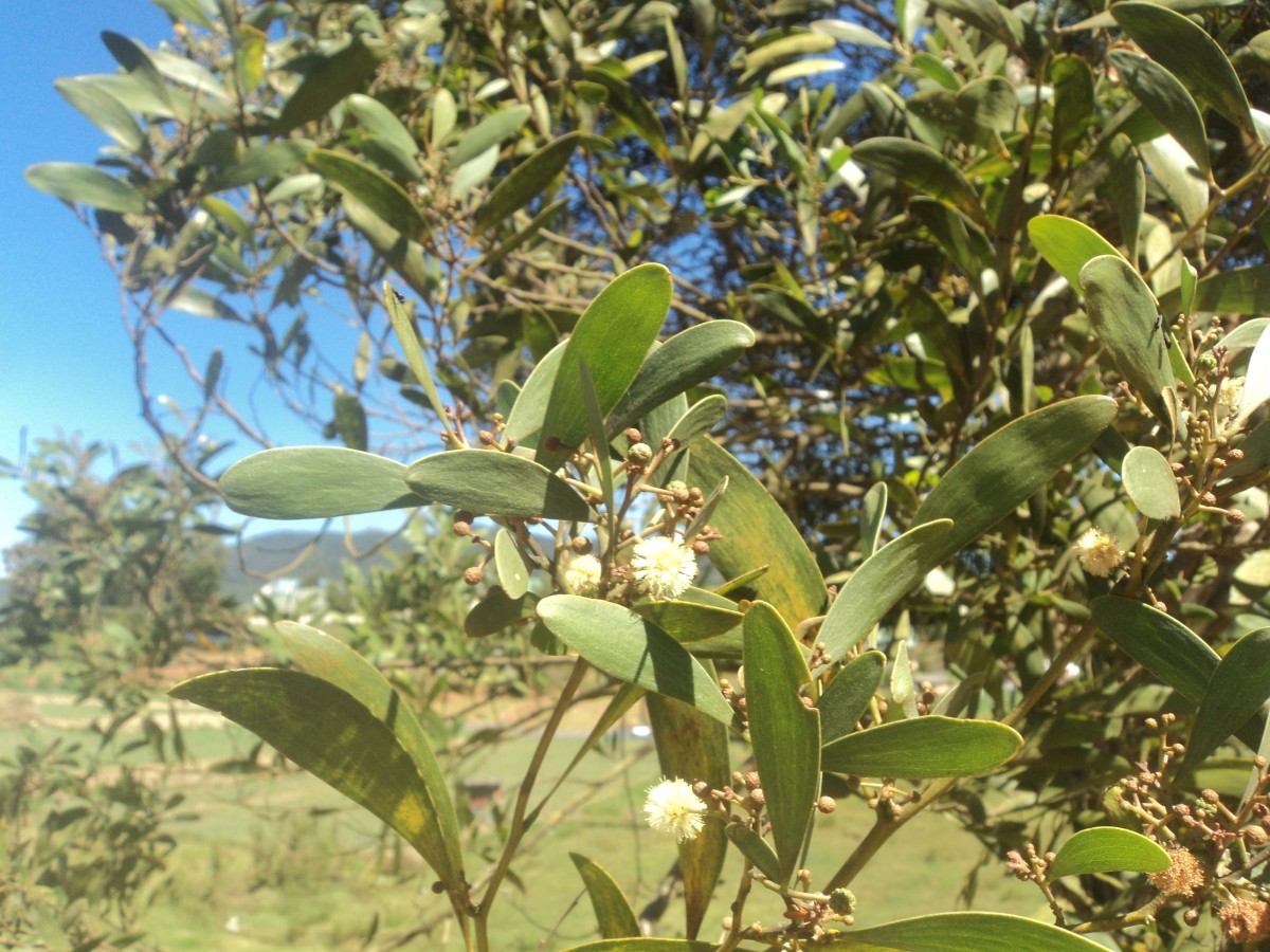 Acacia melanoxylon R.Br.